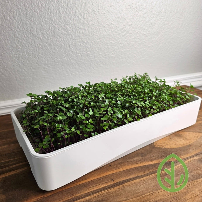 Mastering Microgreens: Your Comprehensive 7x14 Tray Kit Guide