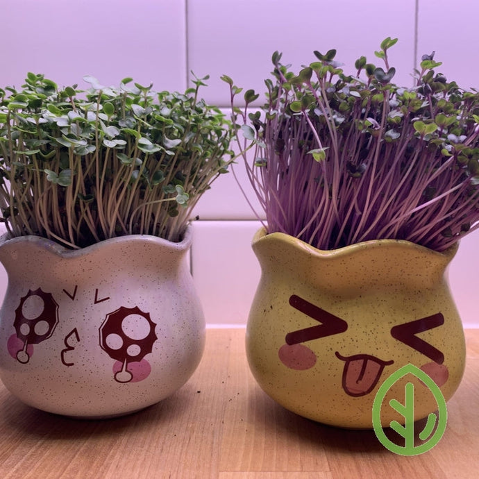 Have a few empty planting pots laying around? Grow Microgreens in them!