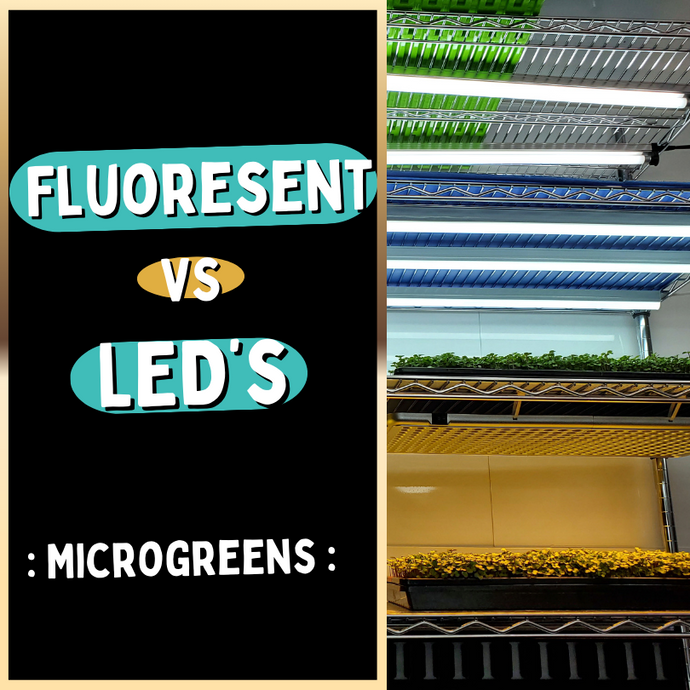 Fluorescent vs LEDs - The Impact of Lighting on Rambo Radish Microgreens Growth