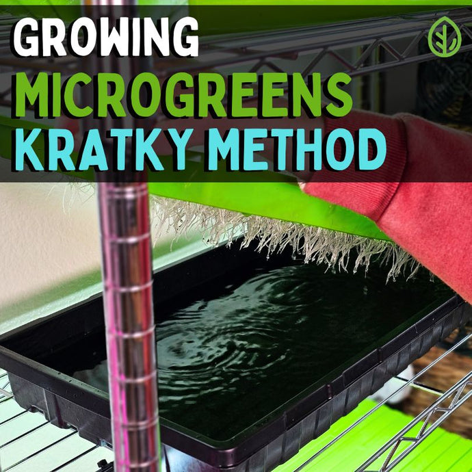 Growing Microgreens Using the Kratky Method: A Comprehensive Guide