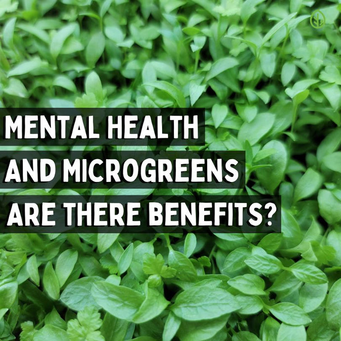 The Mental Health Benefits of Microgreen Nutrition and Growing Microgreens
