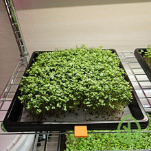 Load image into Gallery viewer, 10 x10 Growing Trays with Broccoli Microgreens Growing On Silicone Reusable Grow Medium with Tray Clip Attached
