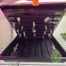 Load image into Gallery viewer, 10 x10 Growing Trays with Broccoli Microgreens Roots Growing On Silicone Reusable Grow Medium
