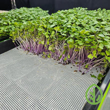 Load image into Gallery viewer, Purple Kohlrabi Microgreens Growing On Silicone Reusable Grow Medium #3
