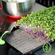 Cargar imagen en el visor de la galería, 1020 Reusable Microgreen Grow Medium with Purple Kohlrabi Microgreens growing