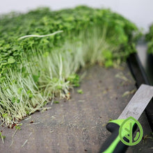 Cargar imagen en el visor de la galería, 1020 Reusable Microgreen Grow Medium with harvested microgreens