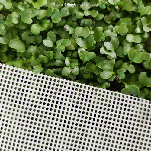 7x14 - White Tray silicone with Broccoli Microgreens