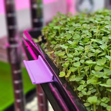 Charger l'image dans la galerie, Microgreen Tray Clip Labelers - 10 pack - Purple on tray