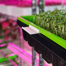 Charger l'image dans la galerie, Microgreen Tray Clip Labelers - 10 pack - White on tray