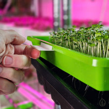 Charger l'image dans la galerie, Microgreen Tray Clip Labelers - 10 pack - White on tray lifting