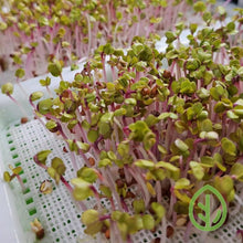 Load image into Gallery viewer, Small Sprouting Tray Sized Reusable Microgreen Grow Medium, Silicone with Microgreen Seeds Sprouting