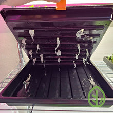 Cargar imagen en el visor de la galería, Broccoli microgreen roots visible on the underside of an On The Grow 10x10 no-hole tray lifted on a grow rack