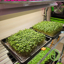 Cargar imagen en el visor de la galería, Broccoli microgreens growing on reusable silicone grow mediums in On The Grow 10x10 trays on a grow rack under LED lights