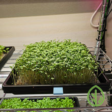Cargar imagen en el visor de la galería, Broccoli microgreens growing on a reusable silicone grow medium in an On The Grow 10x10 tray on a grow rack under LED lights