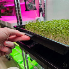 Load image into Gallery viewer, Hand lifting a black On The Grow microgreen tray clip labeler off a Bootstrap Farmer tray full of microgreens