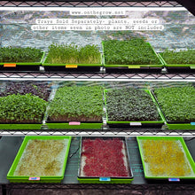 Charger l'image dans la galerie, Trays of microgreens on a metal rack with promotional text overlay.