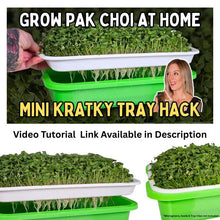 Load image into Gallery viewer, Mini Kratky tray hack for growing pak choi at home with text overlay.
