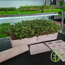Cargar imagen en el visor de la galería, China Rose radish microgreens in On The Grow 7x14 tray kit on a grow rack with LED lights and how-to guide