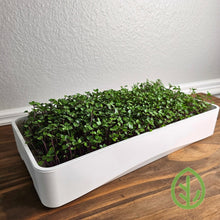 Cargar imagen en el visor de la galería, Purple Kohlrabi microgreens growing on a reusable silicone grow medium in the On The Grow 7x14 microgreen tray kit