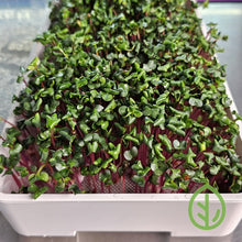 Cargar imagen en el visor de la galería, Harvest-ready radish microgreens growing on a reusable silicone grow medium in the On The Grow 7x14 microgreen tray kit