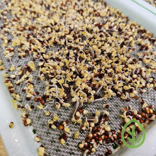 Cargar imagen en el visor de la galería, Microgreen seeds in early germination on On The Grow stainless steel reusable grow medium in small sprouting tray