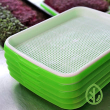 Load image into Gallery viewer, Five large sprouting trays stacked together with microgreens growing in background