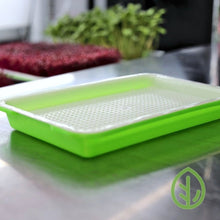 Load image into Gallery viewer, Single small sprouting tray with mesh insert on a steel shelf with microgreens growing in background