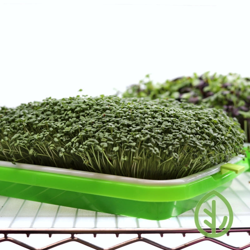 How to Grow Perfect Microgreens at Home using Sprouting Trays - Free Tutorial