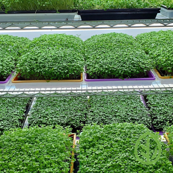 The 2 big super-food questions, Microgreens and Sprouts, are they the same? What are microgreens?