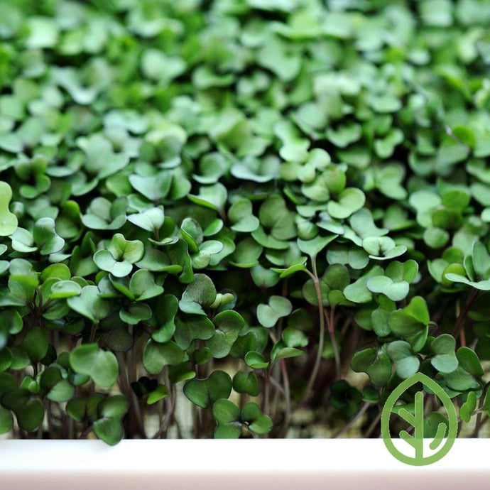 Top 8 Hydroponic Nutrients & Garden Fertilizers for growing the Best Microgreens