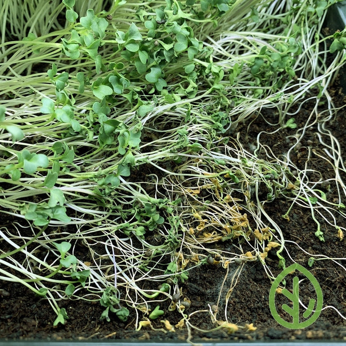 What is Damping-off? Take action on this issue that Affects Microgreens
