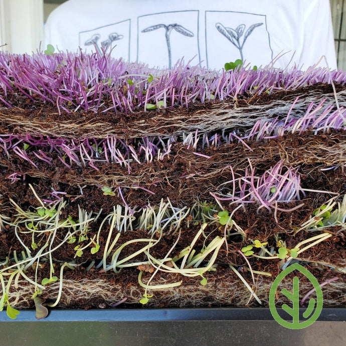 How to dispose of the leftover Grow Medium after harvesting Microgreens