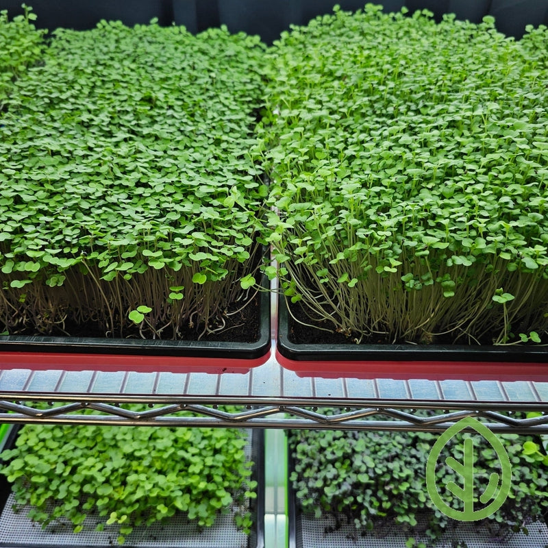 Are you curious why Microgreens need weight during germination? Take a look!