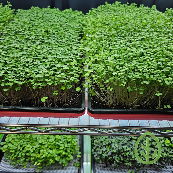 Are you curious why Microgreens need weight during germination? Take a look!