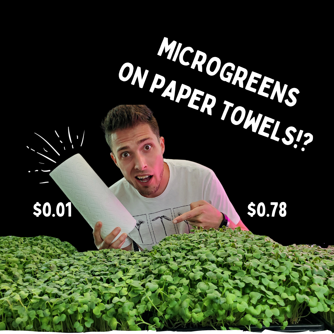 Experimenting with Growth Mediums for Microgreens: Coco Coir vs. Paper Towels - Blog Thumbnail - On The Grow
