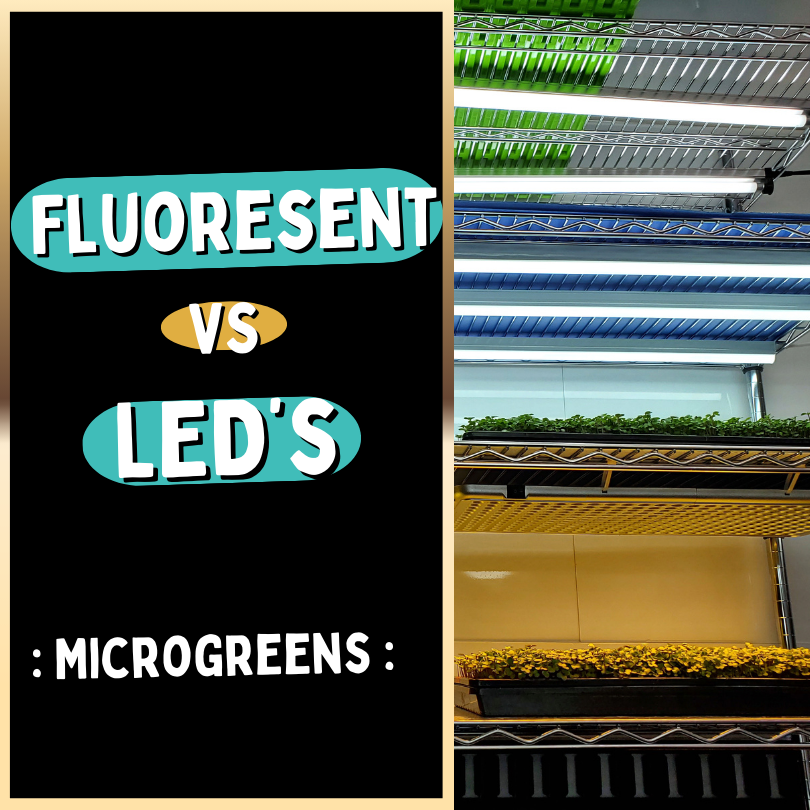 Fluorescent vs LEDs - The Impact of Lighting on Rainbow Radish Microgreens Growth - Blog Thumbnail
