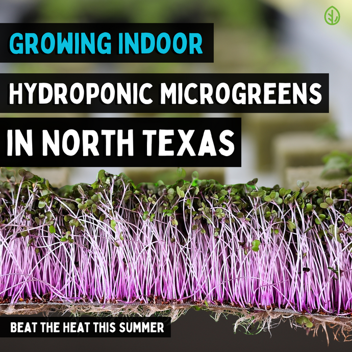 Guide to Growing Indoor Hydroponic Microgreens in North Texas - Beat the Heat this Summer