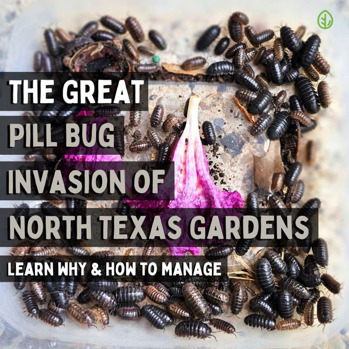 Holy Poly They're Taking Over! The Great Pill Bug Invasion of North Texas