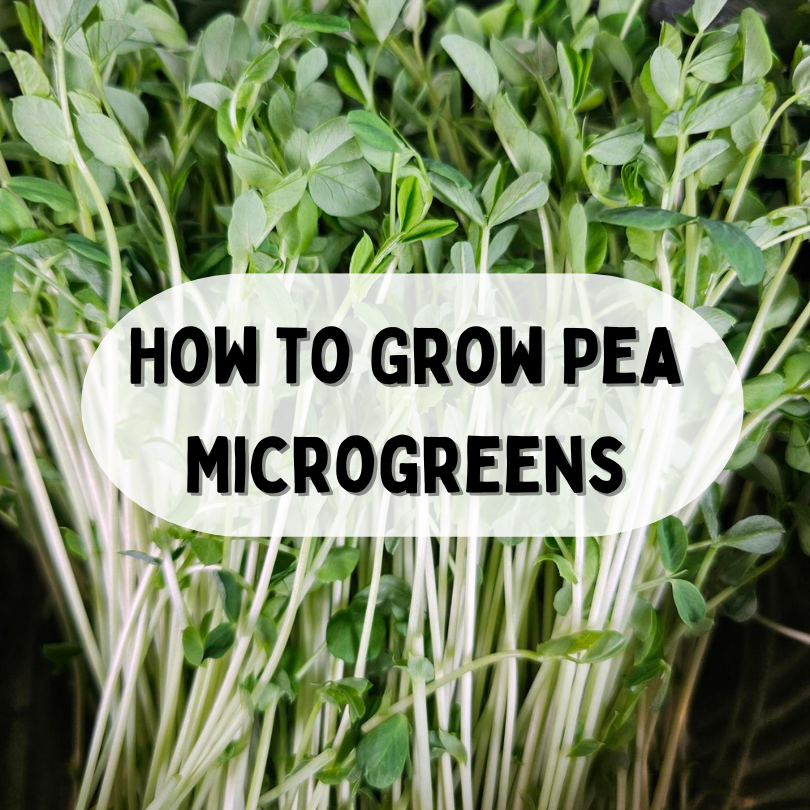 How to Grow Pea MIcrogreens - Blog Thumbnail - On The Grow