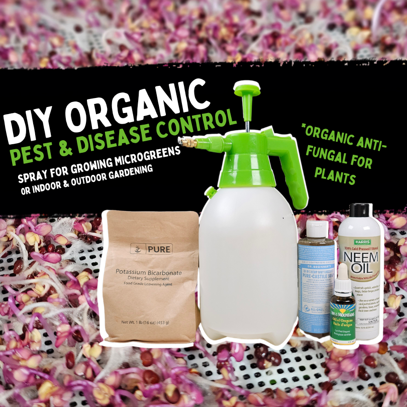 How to Make Organic Pest & Disease Control Spray for Growing Microgreens & Indoor and Outdoor Gardening - Blog Thumbnail