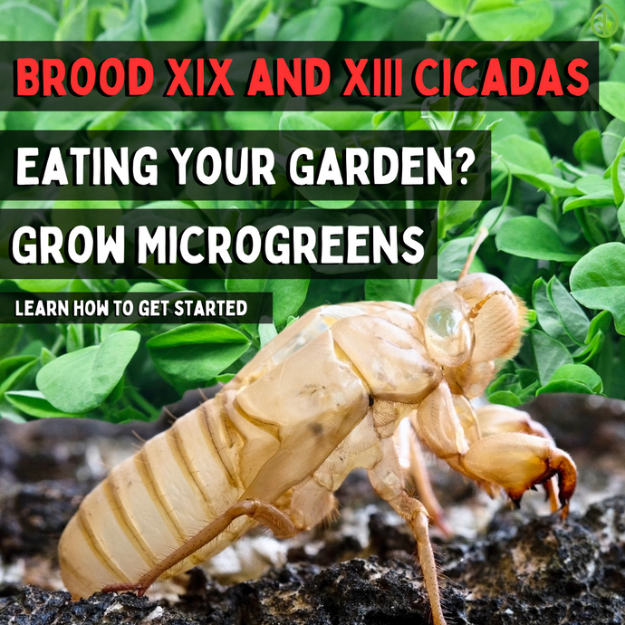 Worried about Brood XIX and XIII Cicadas Eating Your Garden? Grow Microgreens Indoors Instead