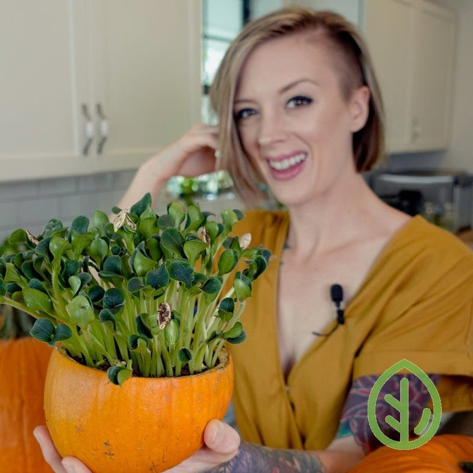 How to grow Microgreens at Home by getting Creative with a Pumpkin