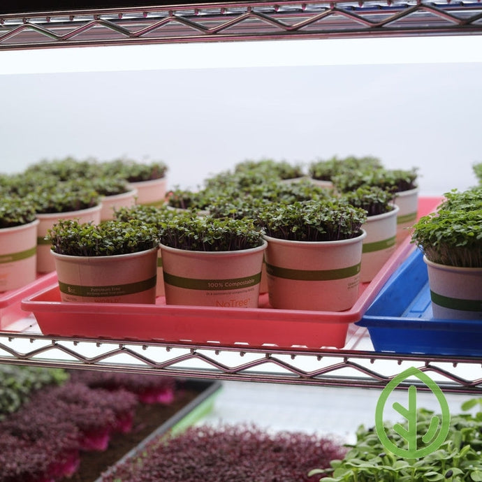 How to Grow Microgreens - a complete guide from: On The Grow