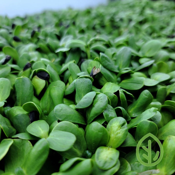 Coco Coir VS Reusable Microgreen Grow Medium for Sunflower Microgreens, will it matter?