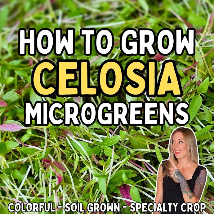 How to Grow Celosia Microgreens on Soil: Step-by-Step Guide for Specialty Microgreens