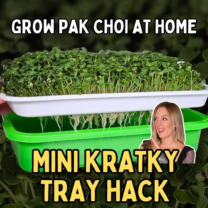 How to Grow Red Pak Choi Microgreens at Home Using a Mini Kratky Tray Setup