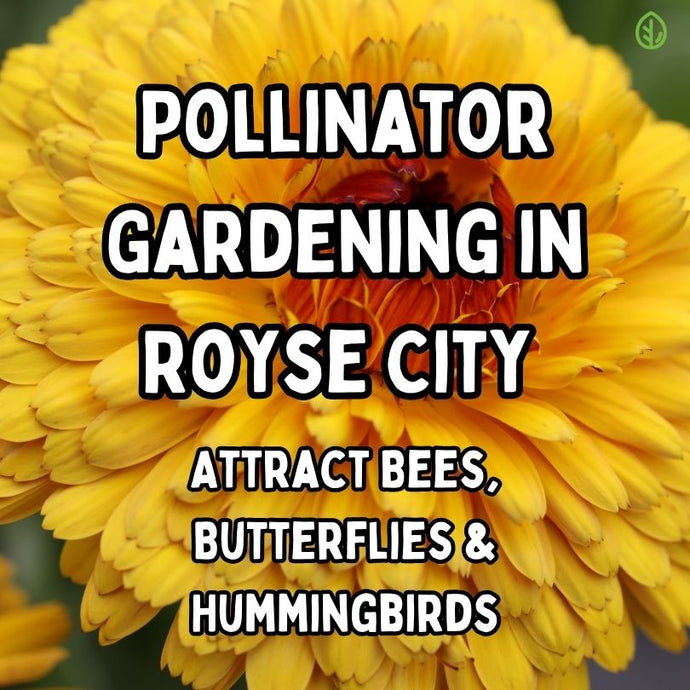 Pollinator-Friendly Gardens: Supporting Biodiversity in Your Backyard