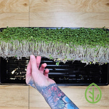 Load image into Gallery viewer, 10x20 Growing Trays - 2 Deep - Without Holes with Broccoli Microgreens growing using Stainless-Steel Reusable Grow Medium Up close
