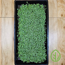 Load image into Gallery viewer, 10x20 Growing Trays - 2 Deep - Without Holes with Broccoli Microgreens growing using Stainless-Steel Reusable Grow Medium
