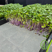 Load image into Gallery viewer, Purple Kohlrabi Microgreens Growing On Silicone Reusable Grow Medium #3
